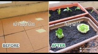 ปลูกต้นไม้ริมระเบียง