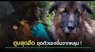 การุณยฆาต