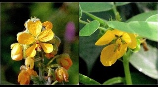 สมุนไพรพื้นบ้าน