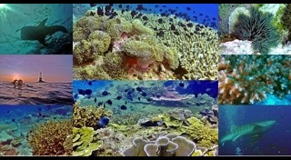 เกาะโลซิน