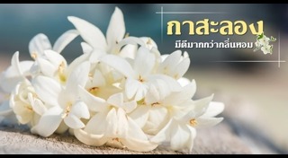 สมุนไพรพื้นบ้าน