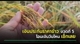 ราคาข้าว