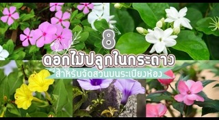 ปลูกต้นไม้ริมระเบียง