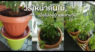 ปลูกต้นไม้ริมระเบียง