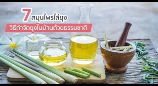 สมุนไพรพื้นบ้าน