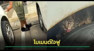 ช่วยเหลือสัตว์