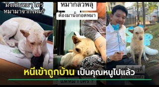 พลุ