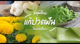 สมุนไพรแก้ปวดฟัน