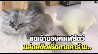 คาเฟ่สัตว์เลี้ยง