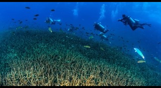 เกาะโลซิน