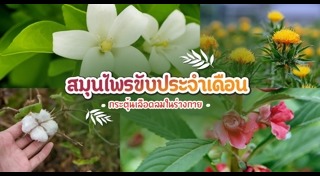 ยาขับประจำเดือน