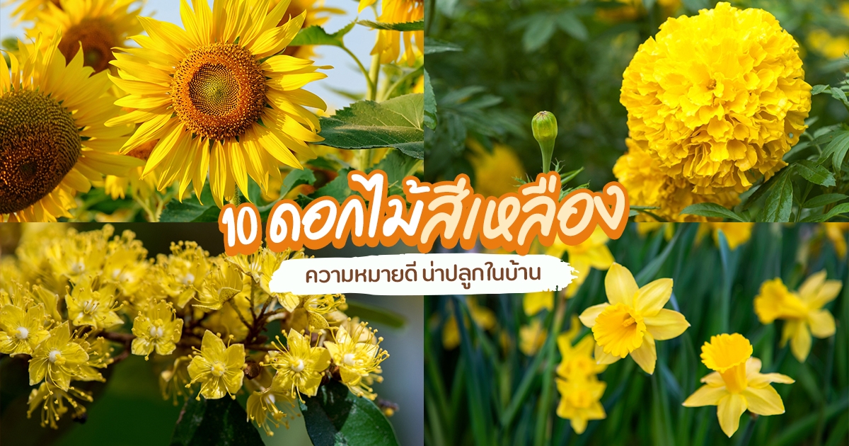 10 ดอกไม้สีเหลือง ต้นไม้จัดสวน ความหมายดี ควรมีในบ้าน