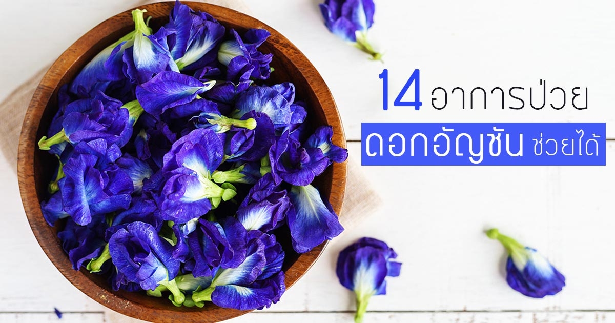 ผลการค้นหารูปภาพสำหรับ อัญชัน"