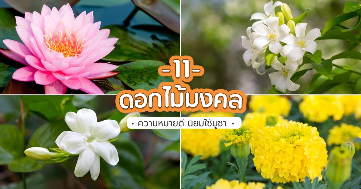 11 ดอกไม้มงคล นิยมบูชาพระ ความหมายดี ที่ควรปลูกไว้ในบ้าน