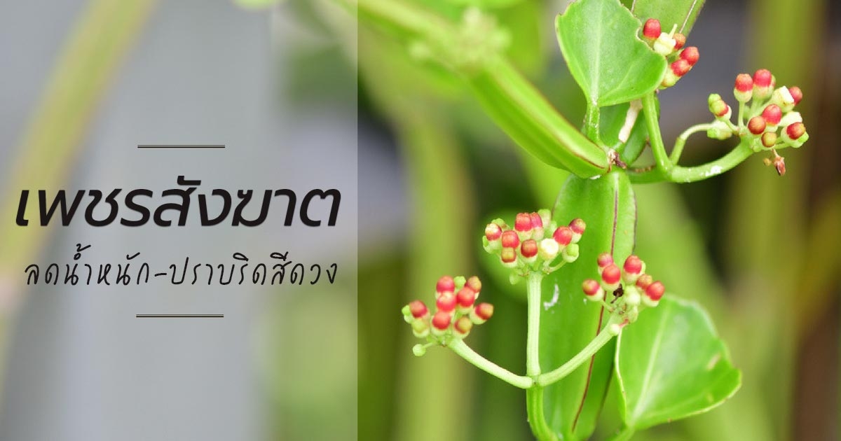 à¹€à¸žà¸Šà¸£à¸ªà¸±à¸‡à¸†à¸²à¸• à¸ªà¸£à¸£à¸žà¸„à¸¸à¸