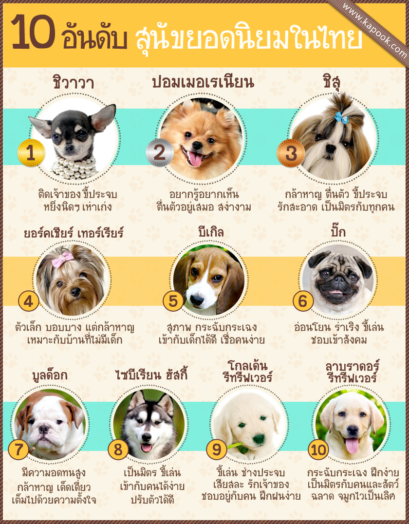 Рейтинг собак 2023. Популярные породы собак. Самые популярные породы собак. Самые известные породы собак. Популярные щенки.