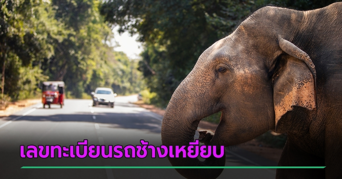 ชาวบ้านแห่ส่องเลขทะเบียนรถช้างเหยียบ ลุ้นเลขเด็ดงวดนี้ 16 ต.ค. 68