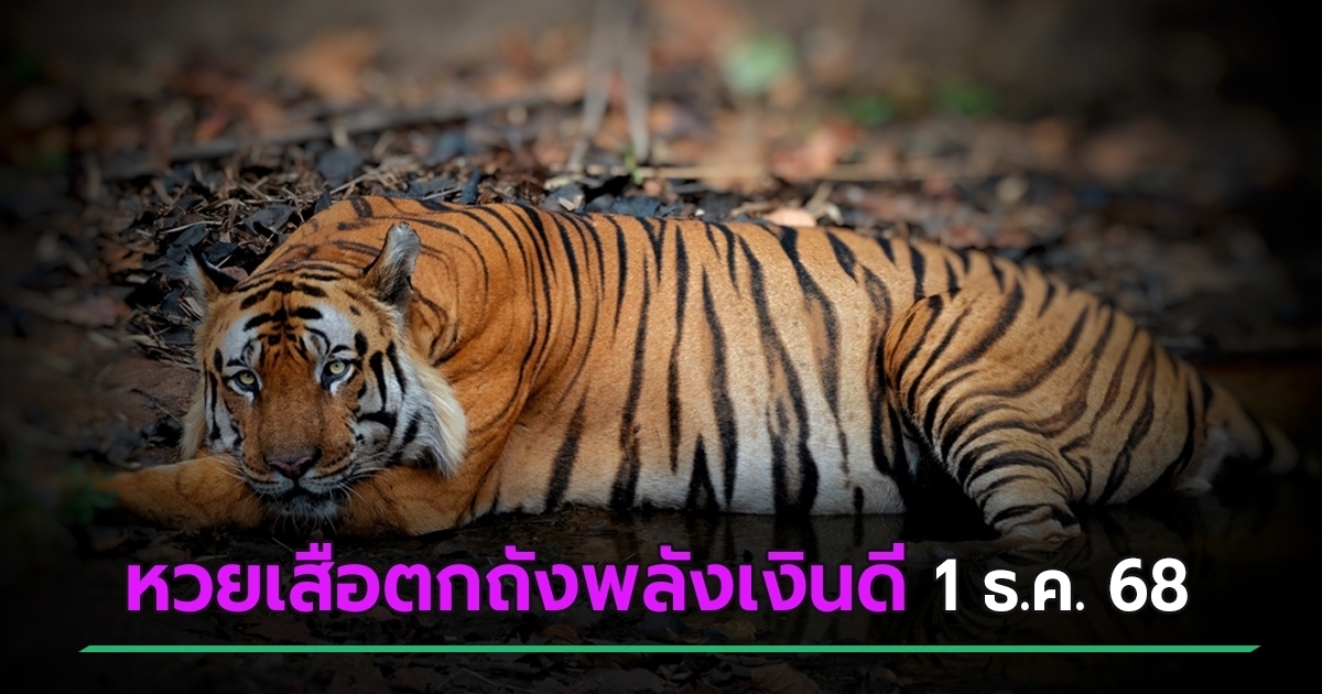 หวยเสือตกถังพลังเงินดี จัดเต็มโพยเลขเด็ดงวดนี้ 1 ธ.ค. 68