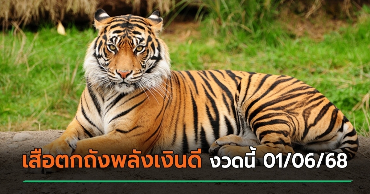เสือตกถังพลังเงินดี เลขเด็ดงวดนี้ 01/06/68 แจกแนวทางหวยเด็ด