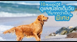 วิธีดูแลสุนัข