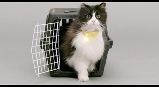 ปลอกคอแมว