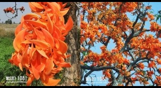 เที่ยวพะเยา