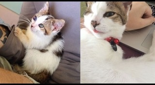 แมวพิการ