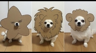 ของใช้สุนัข