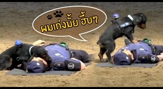 หมาช่วยคน