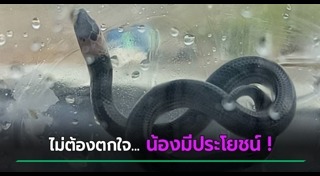 งูแสงอาทิตย์