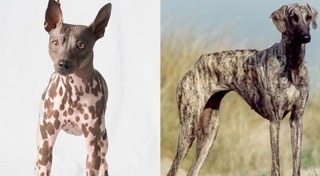 อเมริกัน แฮร์เลส เทอร์เรีย