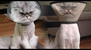 ปลอกคอแมว