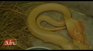 งูเผือก