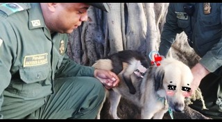 มิตรภาพต่างสายพันธุ์