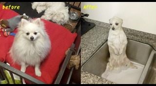 รูปหมาตลกๆ