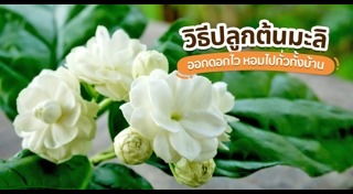 ดอกมะลิ