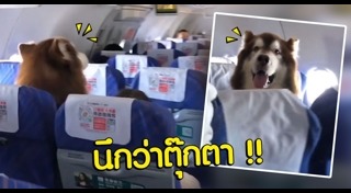 สุนัขนำทาง