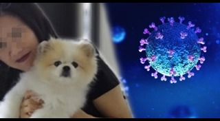 ปอมเมอเรเนียน