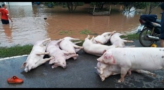 น้ำท่วมชลบุรี