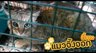 สุนัขจิ้งจอก