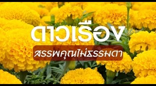 ดอกดาวเรือง