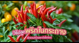 ปลูกผักในกระถาง