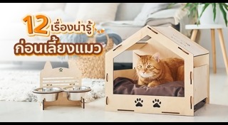 วิธีเลี้ยงแมว