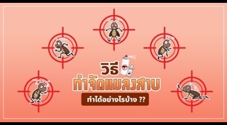 วิธีกำจัดแมลงสาบ