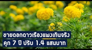 ดอกดาวเรือง