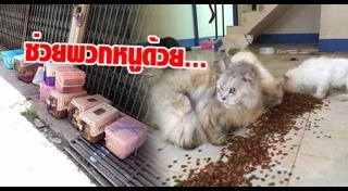 แมวเปอร์เซีย