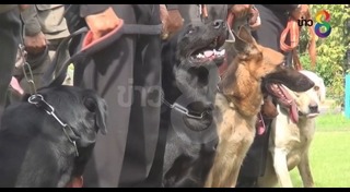 สุนัขทหาร