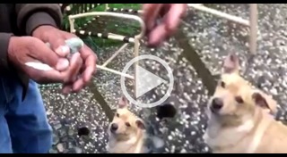 ปล่อยนก