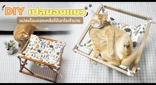 ของใช้แมว