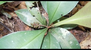 สมุนไพรปลุกอารมณ์ทางเพศ